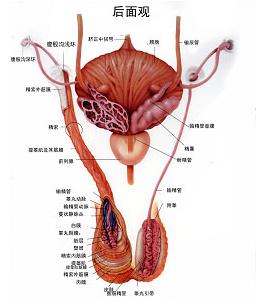 预防精索静脉曲张