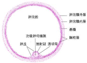 不排卵的原因是什么