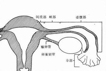 输卵管不通的原因是什么