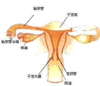 输卵管