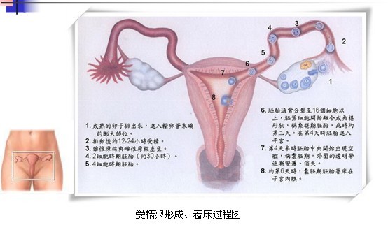 受精卵形成、着床过程图