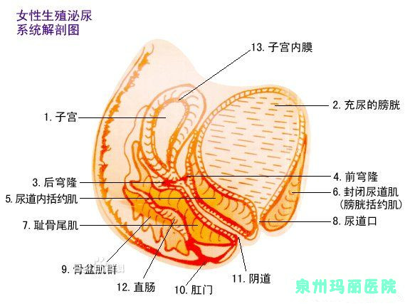 生殖器解剖图