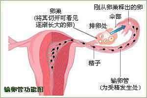 输卵管上举的危害有哪些呢