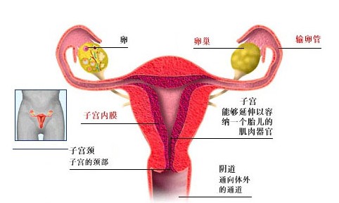 泉州晋江输卵管不通子宫小怎么治疗